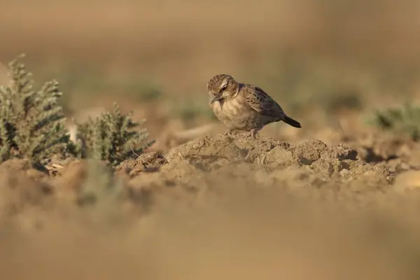 stock image Lark standing on the ground. Bird background.