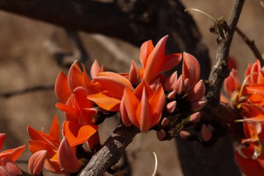 Ama monosperma çiçekleri kapanıyor. Seçici odak.