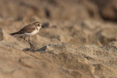 Kaya üzerinde duran kahverengi ve beyaz yağmurkuşu.
