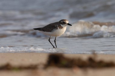 Plover sahilde duruyor. Kuş arkaplanı.