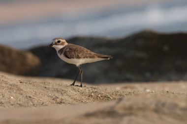 Kahverengi ve beyaz renkli kuş görüntüsü. Plajda Plover.