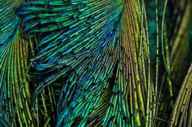 Yeşil tüylü makro. Seçici odak.