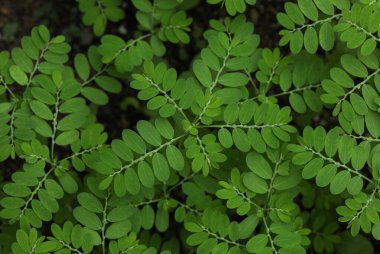 Phyllanthus Niruri 'nin yeşil yaprakları. Rüzgarın esintisi. Taş kıran. Yaprağın altında tohum. Doğa konsepti.