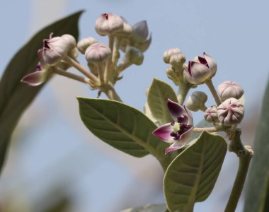 Calotropis procera çiçeği yakın plan. Seçici odak.