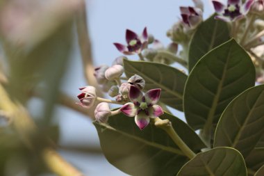 Calotropis procera çiçeği yakın plan. Seçici odak.