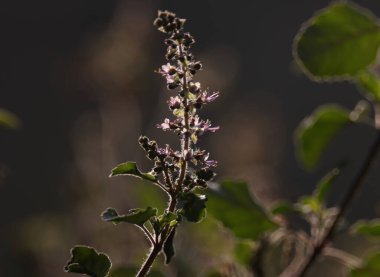 Kutsal fesleğen çiçeği aşkına. Seçici odak.