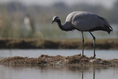 Demoiselle crane at river. Selective focus. clipart