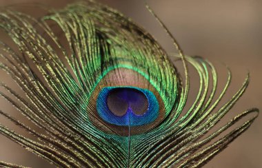 Tavuskuşu tüyü yakın plan. Seçici odak.