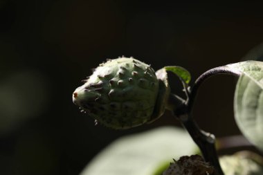 Bitkinin üzerindeki Datura tohum kapsülü. Datura stramonyumu. Seçici odak.