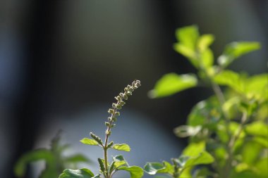 Doğada yetişen kutsal fesleğen. Seçici odaklanma. Doğa konsepti.