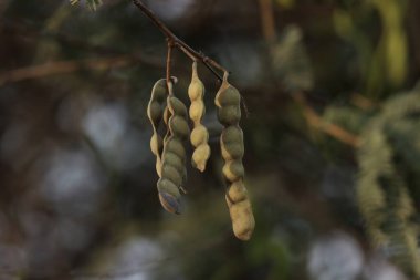 Gum arabic tree seed pods closeup. Selective focus. Copy space. clipart