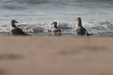 Sahildeki martı. Seçici odaklanma. Kuş arkaplanı.