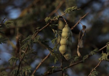 Gum arabic tree seed pod closeup. Selective focus. clipart