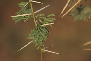 Gum arabic tree closeup. Selective focus. Nature concept. clipart