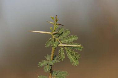 Sakız arap ağacına yakın çekim. Seçici odaklanma. Doğa konsepti.