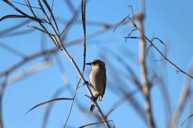 Mavi arka planda, dalda oturan küçük bir kuş..