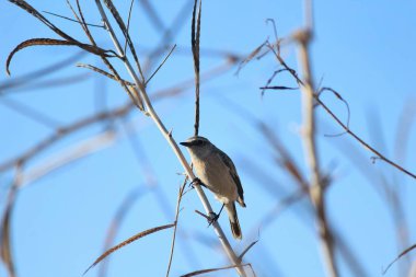 Mavi arka planda, dalda oturan küçük bir kuş..