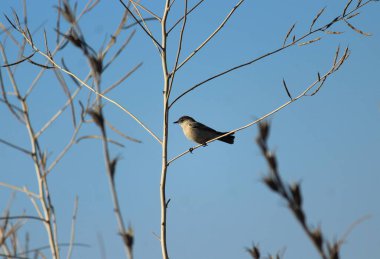 Mavi arka planda, dalda oturan küçük bir kuş..