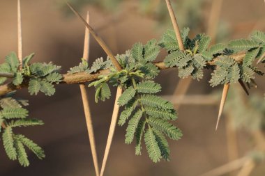 Sakız arap ağacı dalına yakın çekim. Seçici odaklanma. Doğa konsepti.