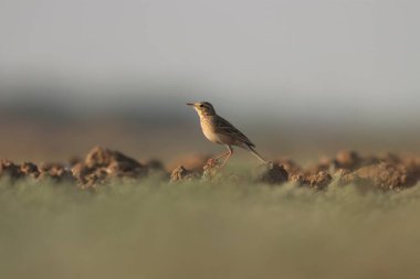 Paddyfield piti yerde duruyor. Kuş arkaplanı.