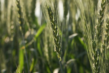 Yeşil buğday kulağı yakın plan. Seçici odak.