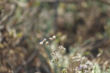 Doğadaki kuru bitki. Seçici odaklanma. Uzayı kopyala Doğa konsepti.