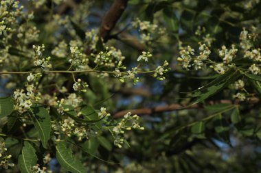 Bahçede açan çiçeklerin yanında. Seçici odaklanma. Doğa konsepti.