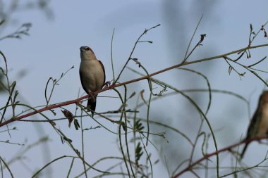 Indian silverbill sitting on the branch. Selective focus. clipart