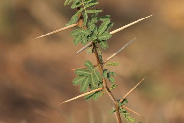 Sakız arap ağacı yeşil yaprakları yakın plan. Seçici odaklanma. Doğa konsepti.