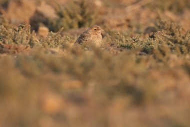 Yerde duran küçük bir kuş. Kuş arkaplanı.