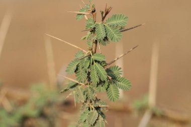 Sakız arap ağacına yakın çekim. Seçici odaklanma. Babul. Vachellia nilotica. Akasya nilotica. Dikenli mimoza. Mısır akasyası. Dikenli akasya.
