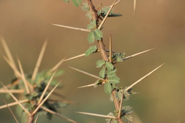Sakız arap ağacına yakın çekim. Seçici odaklanma. Babul. Vachellia nilotica. Akasya nilotica. Dikenli mimoza. Mısır akasyası. Dikenli akasya.