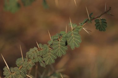 Sakız arap ağacına yakın çekim. Babul. Vachellia nilotica. Akasya nilotica. Dikenli mimoza. Mısır akasyası. Dikenli akasya.