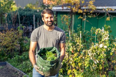 Genç Pakistanlı ya da Hintli sakallı, kot pantolonlu çiftçi, güneşli bir günde bahçesinde yenebilir mevsimlik otlarla dolu bir tencere tutan tişört.