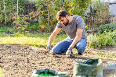 Genç Pakistanlı mutlu, gülen sakallı, kot pantolonlu, tişörtlü ve koruyucu eldivenli çiftçi güneşli bir günde patates toplamak için toprağı kazıyor ya da bahçeye sebze tohumları ekiyor.