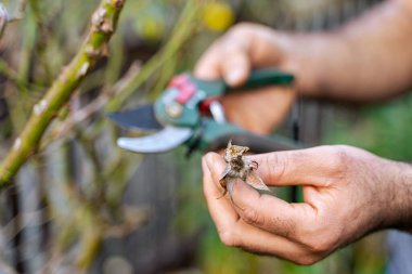 Genç bahçıvan bahçesindeki yabani otları ve kurumuş bitkileri güneşli bir bahar gününde bahçe bahçesinde makasıyla temizliyor.