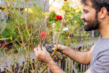 Genç Pakistanlı ya da Hintli sakallı çiftçi kot pantolonlu, tişörtlü bahçıvanlık bahçesinde bir gül kesiyor güneşli sonbahar gününde.