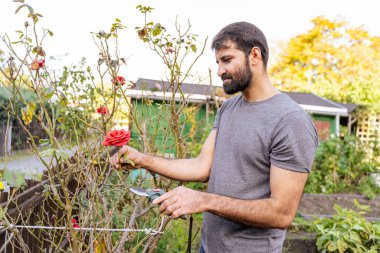 Genç Pakistanlı ya da Hintli sakallı çiftçi kot pantolonlu, tişörtlü bahçıvanlık bahçesinde bir gül kesiyor güneşli sonbahar gününde.