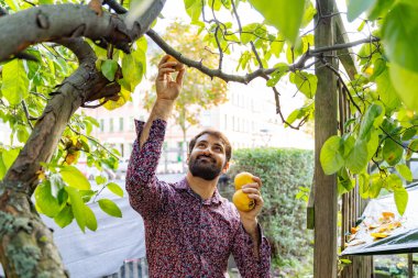 Genç Pakistanlı güler yüzlü adam ağaçtan elma toplarken, şehir bahçesinde doğa tarafından çevrelenmiş hafta sonu aktivitelerinin keyfini çıkarırken taze meyvenin tadını çıkarıyor.