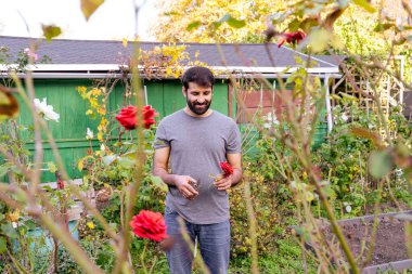 Genç Pakistanlı ya da Hintli sakallı, kot pantolonlu, gri tişörtlü çiftçi güneşli bir sonbahar gününde bahçıvanlık bahçesinde taze kırmızı bir gül ve makas tutuyor.