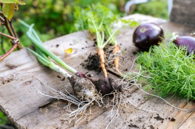 Çimenler, yer örtüleri ve çiçek açan bitkiler de dahil olmak üzere çeşitli karasal bitkiler ahşap bir masa üzerinde düzenlenmiştir. Doğal malzemeler olay sırasında canlı bir bitki yaşamı görüntüsü yaratıyor.