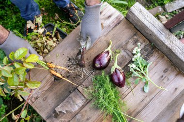 Bahçedeki ahşap bir masadan sebze topluyorum. Etrafı çeşitli bitki ve çiçeklerle çevrili.
