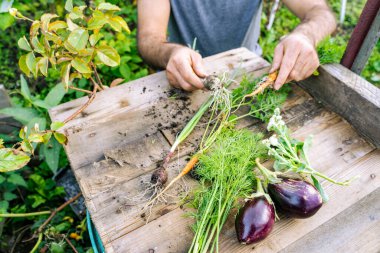 Bir insan patlıcan, soğan, maydanoz, havuç gibi sebzeleri topluyor ve onları bitkiler, çiçekler, çalılar ve çimlerle çevrili ahşap bir masaya yerleştiriyor.