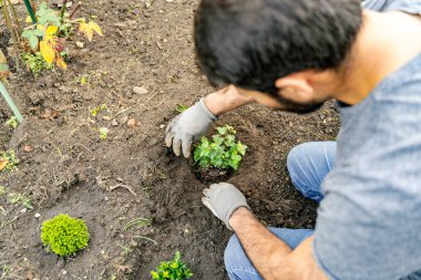Sakallı bir adam dizlerinin üstünde toprakta sebze yaprakları ekiyor. Çevresi yeşil çimenler ve çalılarla çevrili. Doğayı kucaklıyor, uyum sağlıyor ve doğal gıdaları paylaşıyor.