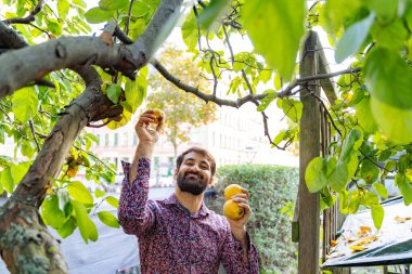 Genç Pakistanlı güler yüzlü adam ağaçtan elma toplarken, şehir bahçesinde doğa tarafından çevrelenmiş hafta sonu aktivitelerinin keyfini çıkarırken taze meyvenin tadını çıkarıyor.