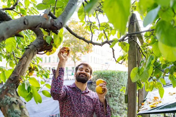 Genç Pakistanlı güler yüzlü adam ağaçtan elma toplarken, şehir bahçesinde doğa tarafından çevrelenmiş hafta sonu aktivitelerinin keyfini çıkarırken taze meyvenin tadını çıkarıyor.