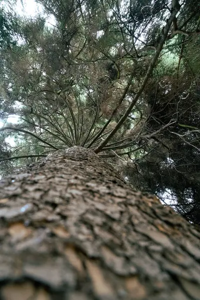 Admiring the branches of a terrestrial plant known as a pine tree, covered in evergreen needles, standing tall in a natural landscape among the grass and soil below