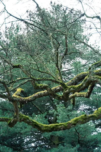 In the natural landscape, a towering tree with numerous branches covered in moss reaches towards the sky, creating a beautiful sight of intertwining terrestrial plants and evergreen foliage