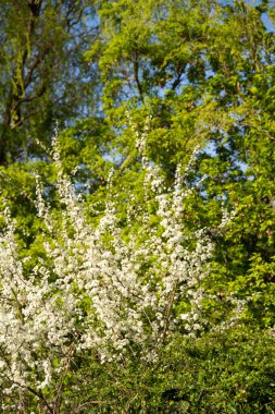 Beyaz çiçekli bir çalı, yeşil yapraklar ve çimenlerin karışımı ile doğal bir manzara oluşturan ılıman geniş yapraklı bir ormanda ağaçlarla çevrilidir. Baharın başında. Beyaz çiçeklerle açan çalılar