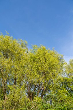 Bitmeyen yeşil bir ağaç, açık mavi gökyüzüne karşı yemyeşil yapraklarla ayakta duruyor ve çimen ve çalılarla pitoresk bir doğal manzara yaratıyor. Baharın başlarında.